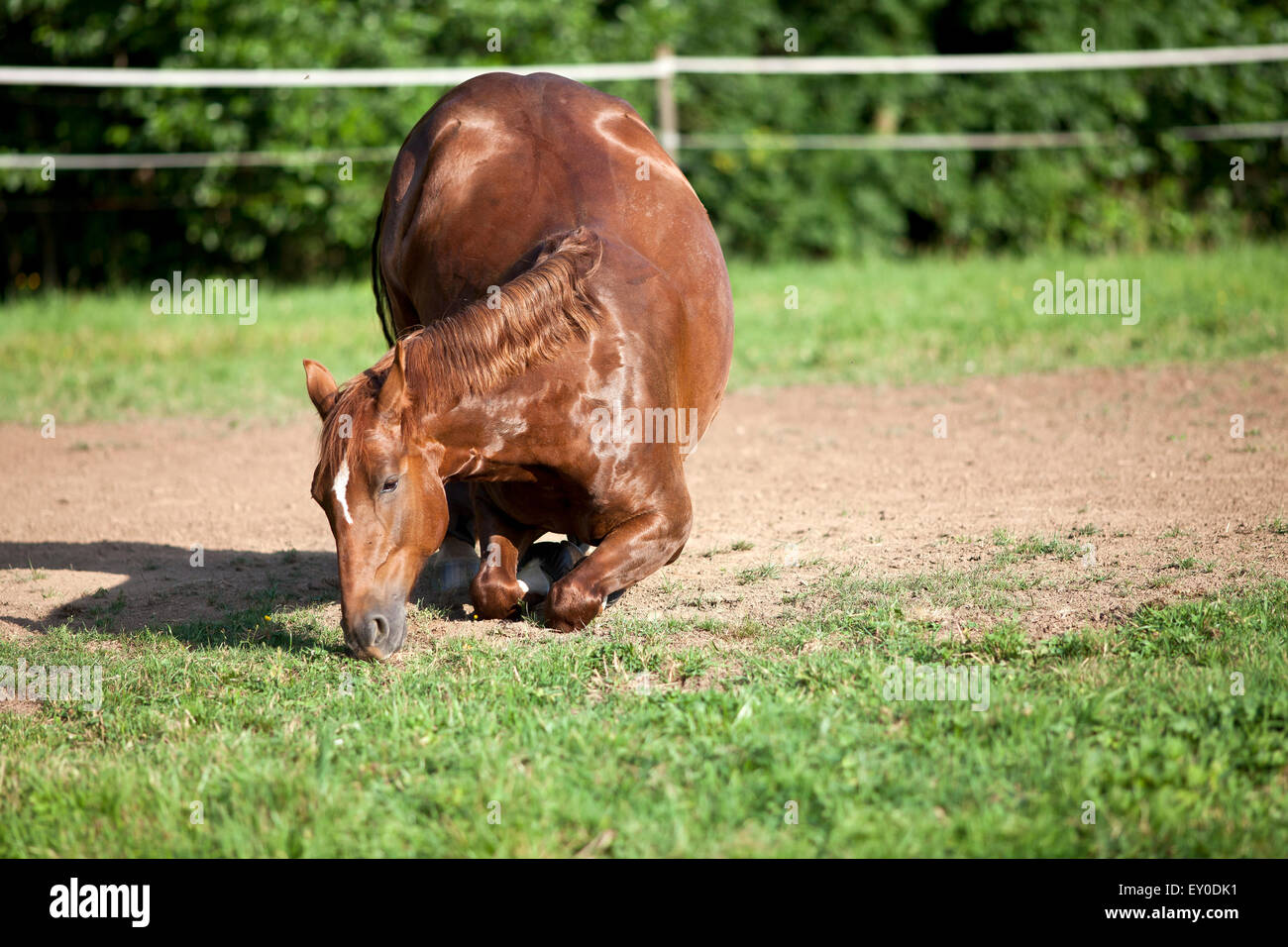 Cavallo si inginocchiano Foto Stock