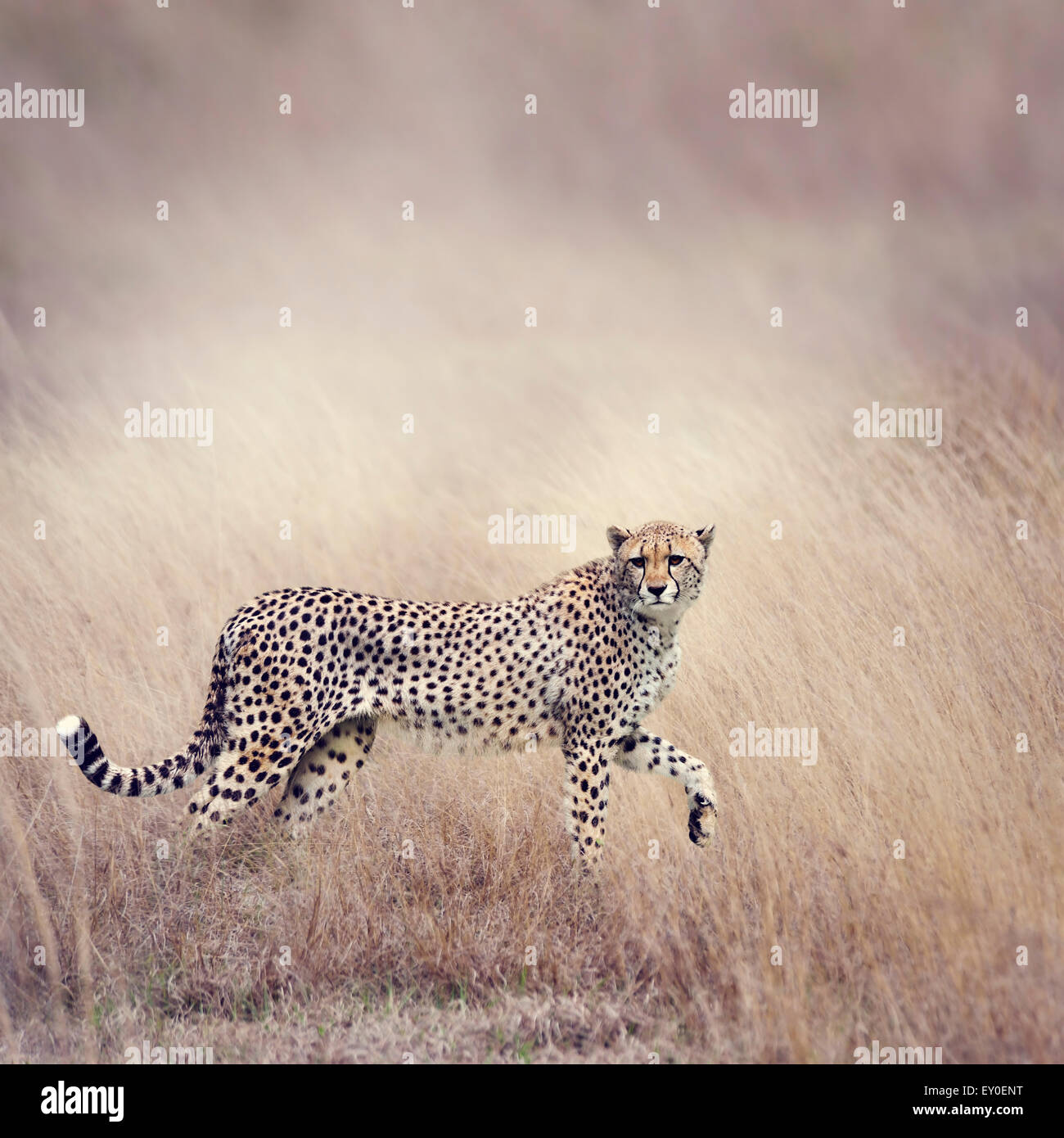 Cheetah Stalking attraverso la prateria Foto Stock