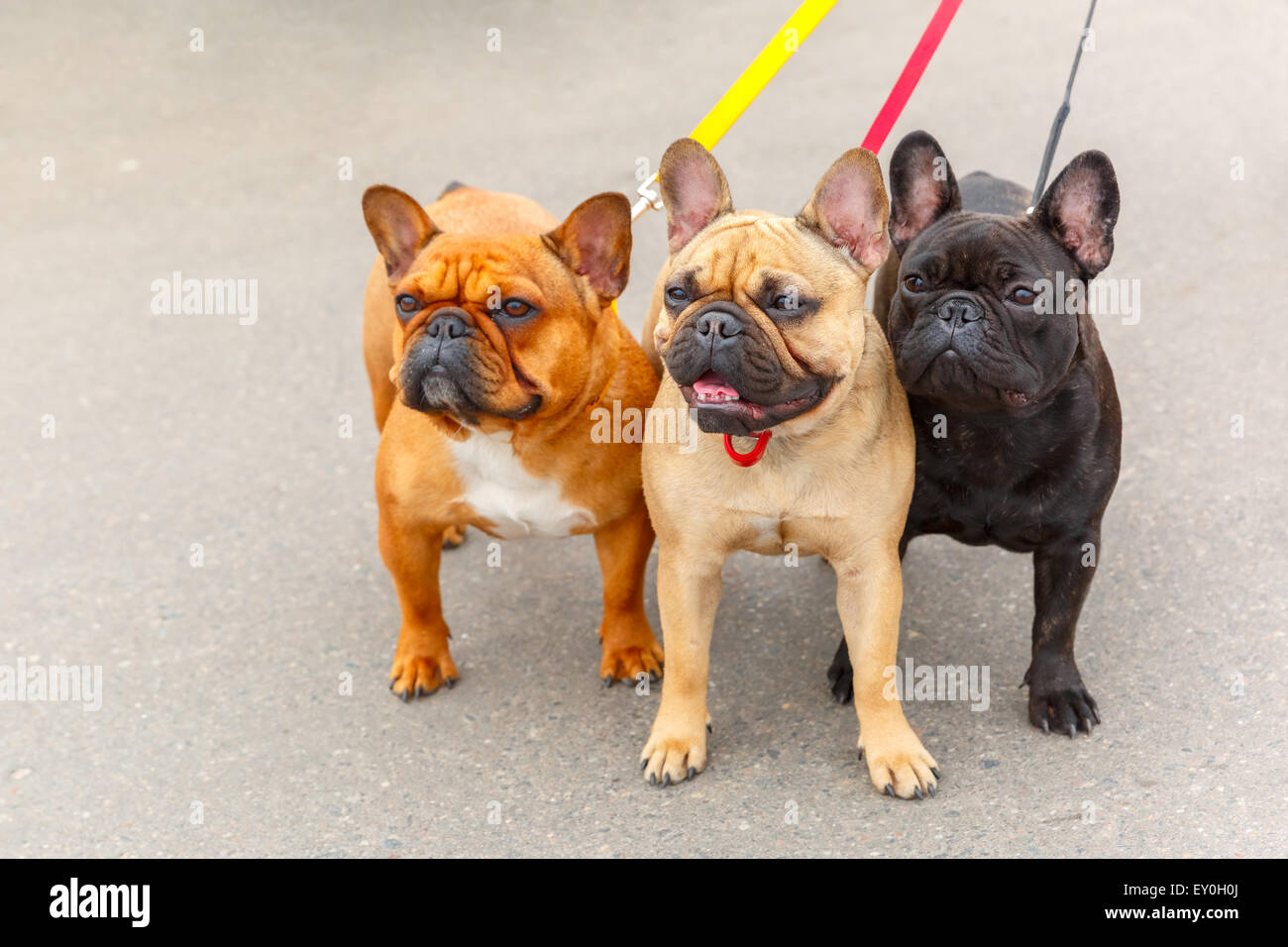 Tre cani domestici bulldog francese razza Foto Stock