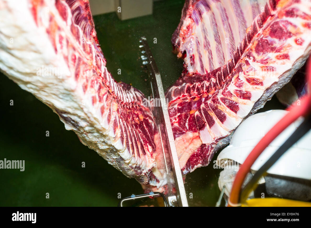 Angolo di alta prospettiva in prima persona di una vacca Brisket apertura ha visto in azione macello scena Foto Stock