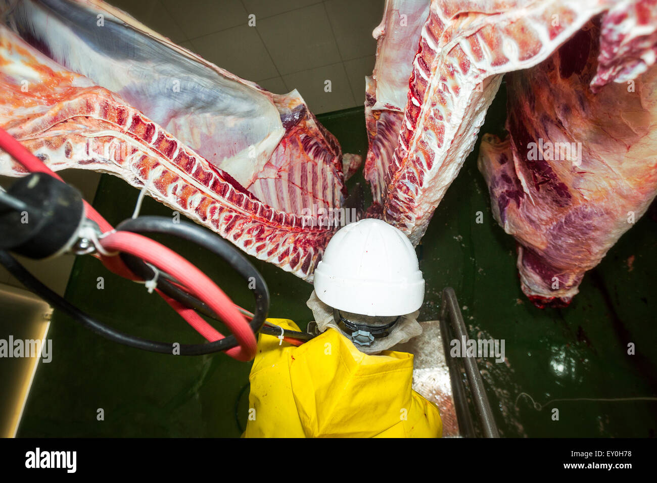 Angolo di alta prospettiva in prima persona di una vacca Brisket apertura ha visto in azione macello scena Foto Stock