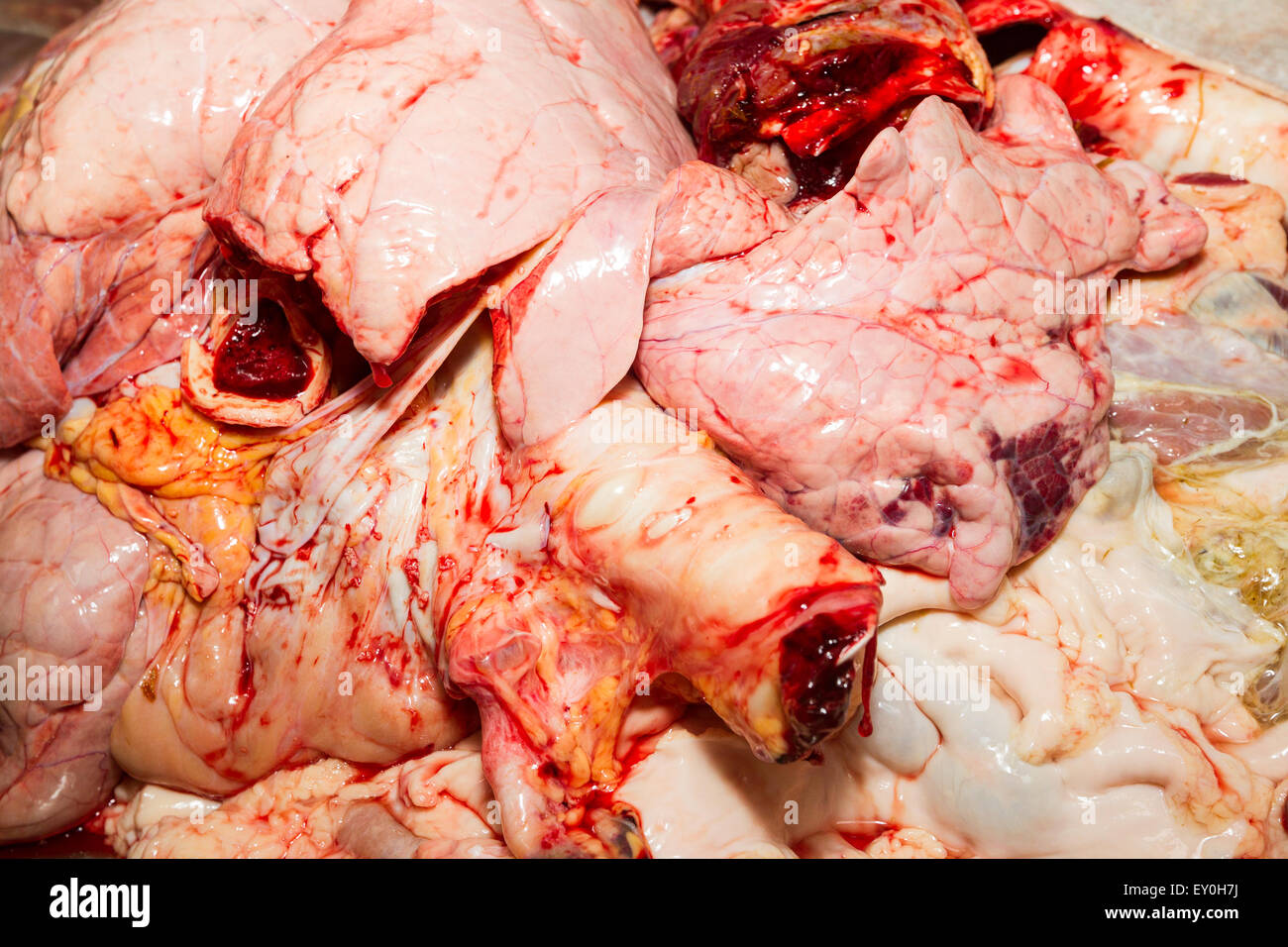 Industria alimentare tema negli intestini degli animali e gli organi nel macello camera pulizia questa è la fonte di greggio per varie speci di carne Foto Stock