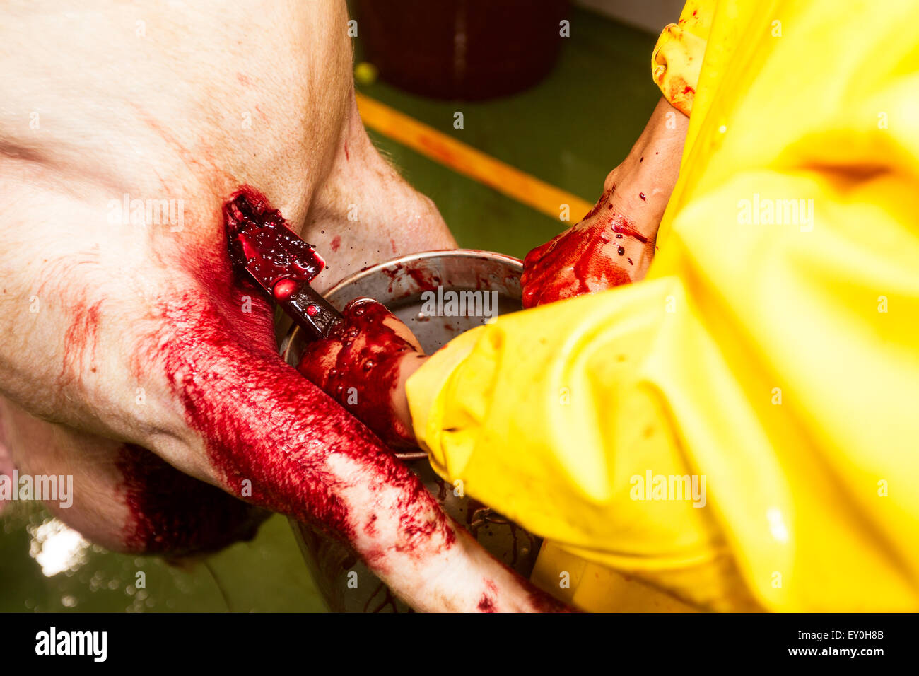 Vista dettagliata di un macellaio mano con coltello la raccolta di sangue di maiale in un macello, immediatamente dopo la adesione per evitare la contaminazione Foto Stock