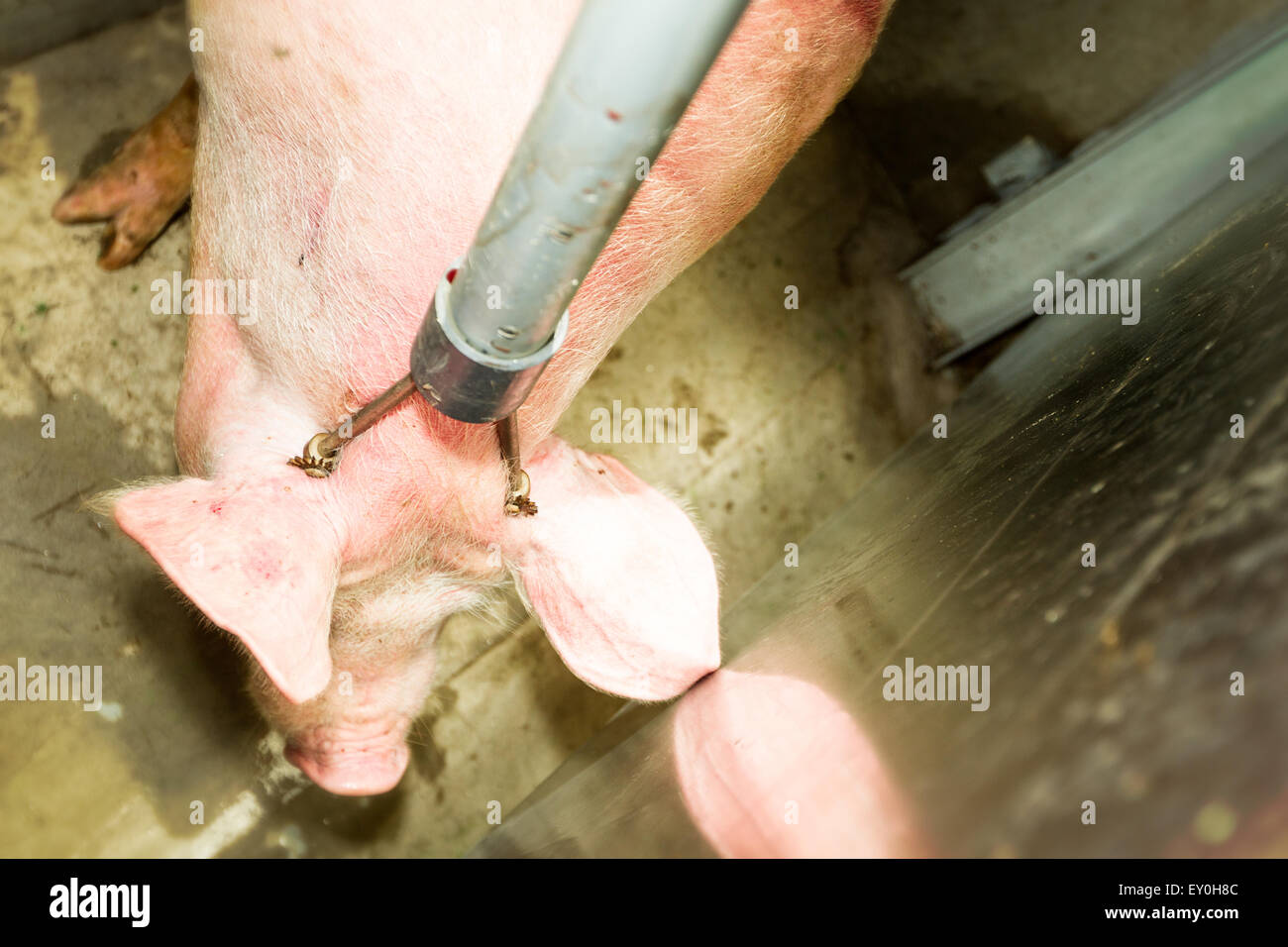 Animale vivente nel macello camera di abbattimento con storditore elettrico rebbi sulla sua testa prima di scaricare Foto Stock