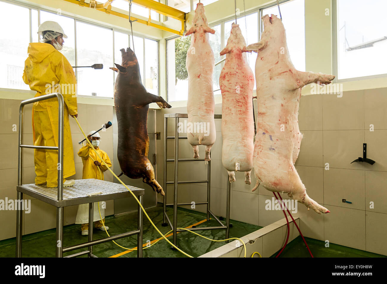 Macello lavoratori gasatura carcasse di maiale nella Red Industria della carne Foto Stock