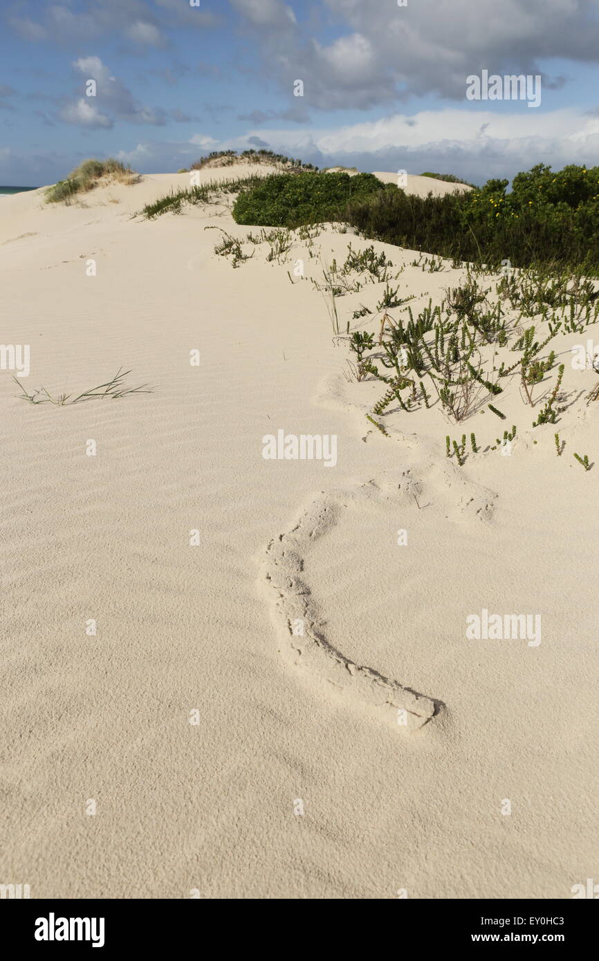 Burrow trail di uno scavo animale sulla spiaggia dune e vegetazione in De Plaat area di Struisbaai Foto Stock