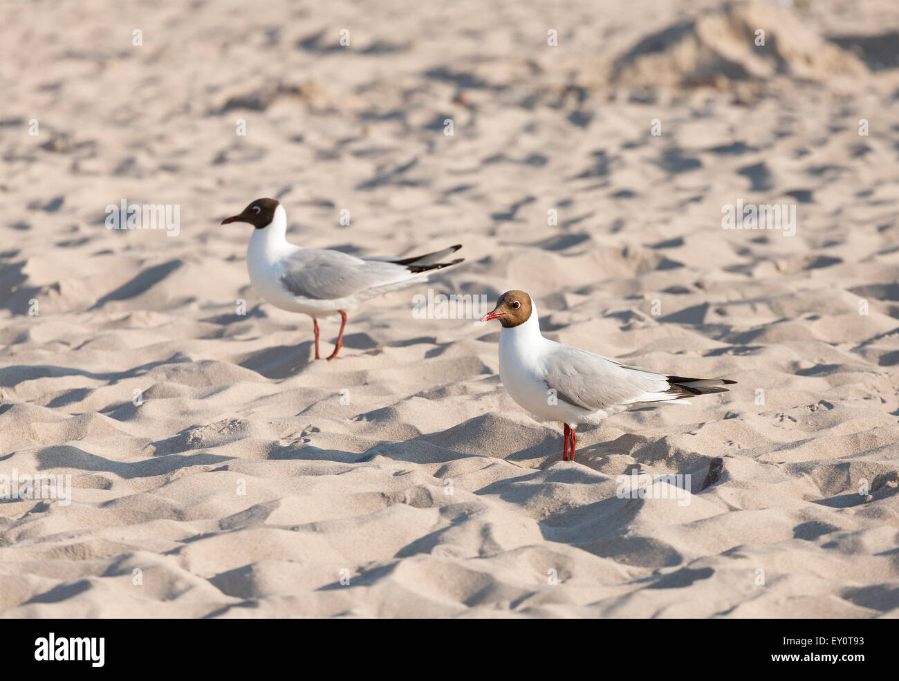Due Gabbiani sulla spiaggia al tramonto. Foto Stock