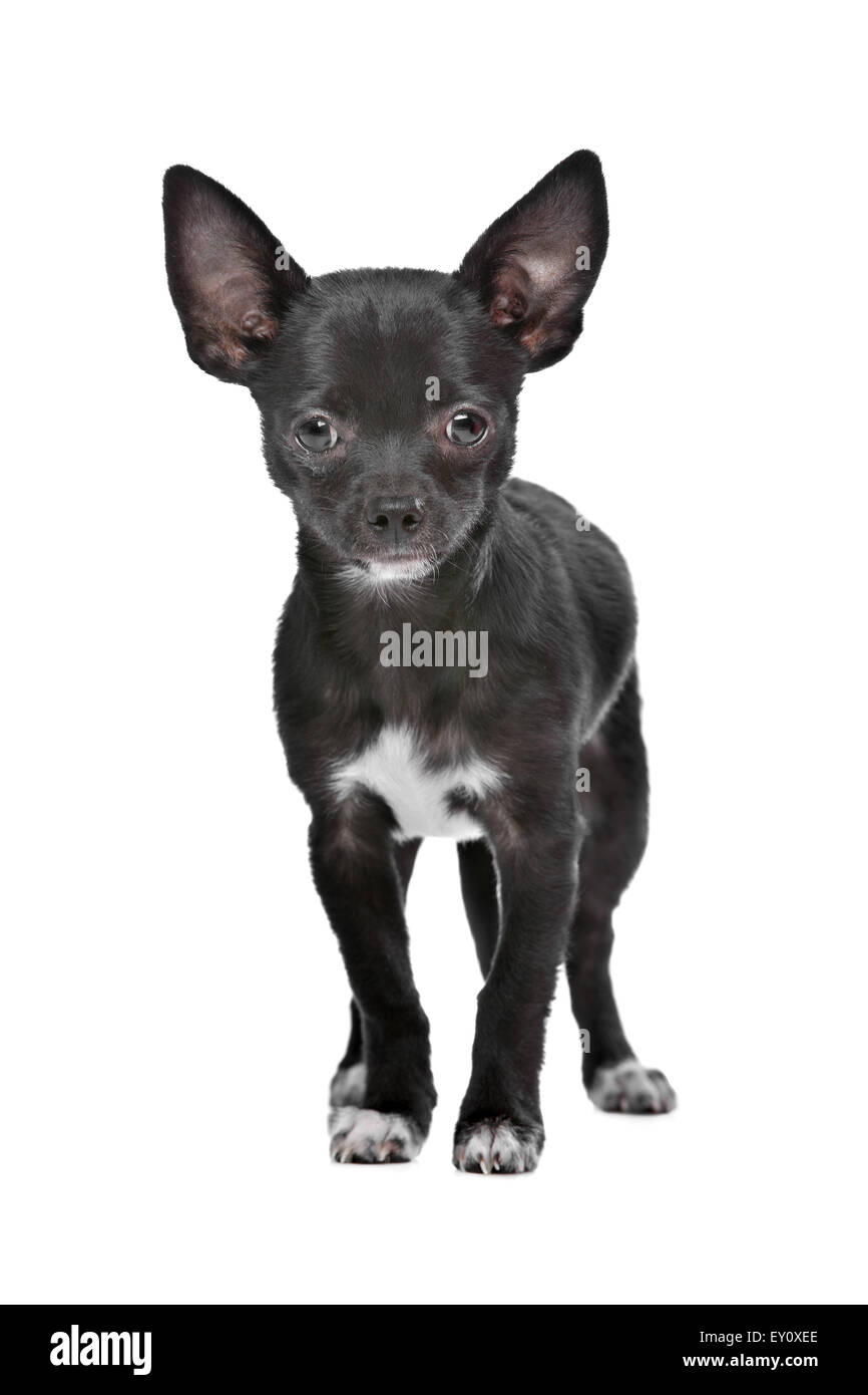 Bianco e Nero Chihuahua cane Foto stock - Alamy