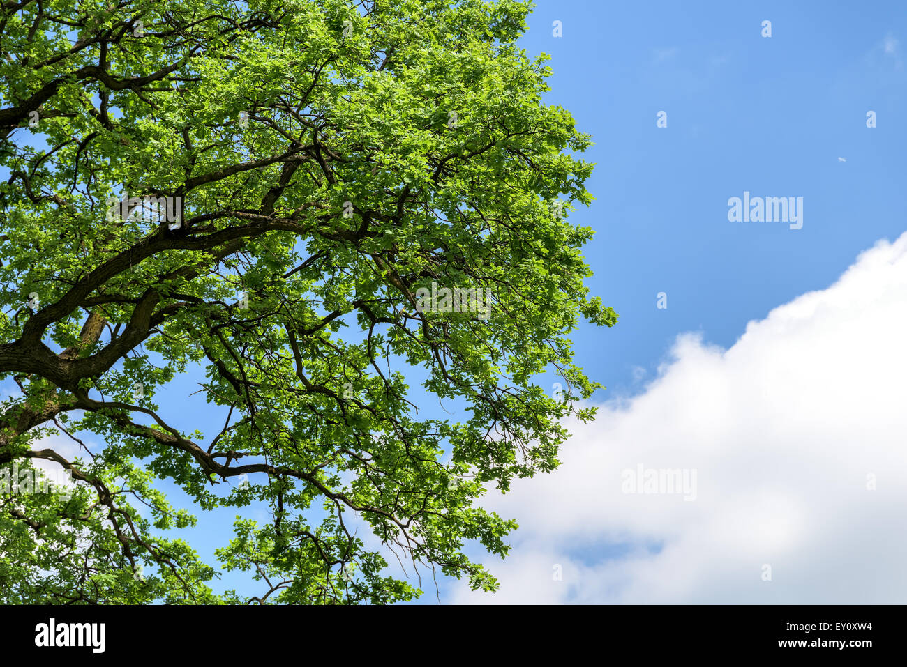 Il verde dei rami dell'albero nella foresta di legno Foto Stock