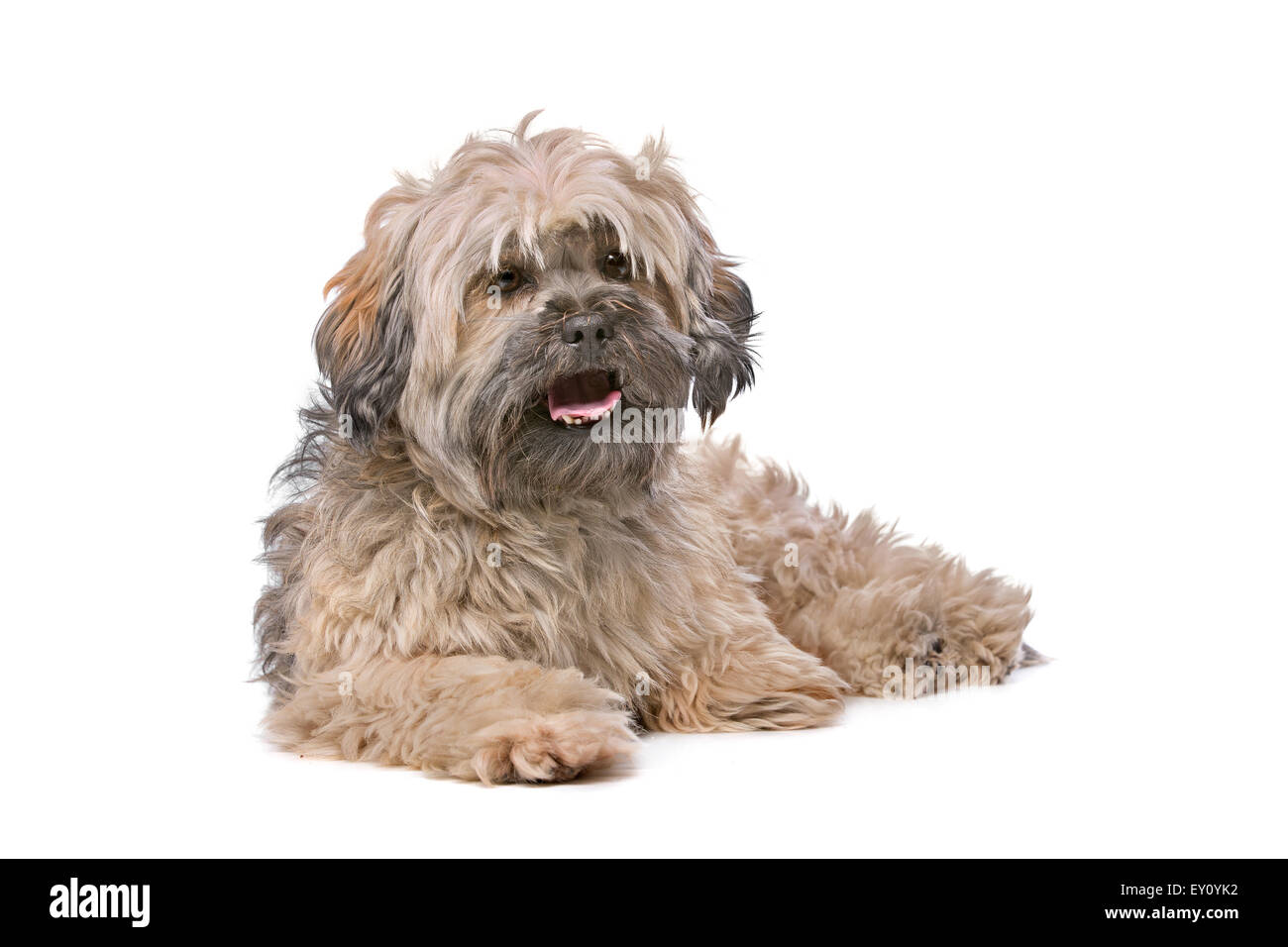 Razza mista piccolo cane soffici davanti a uno sfondo bianco Foto Stock