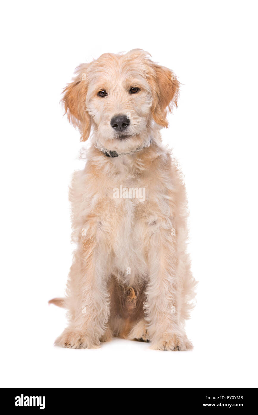 Il beige Labradoodle cane davanti a uno sfondo bianco Foto Stock