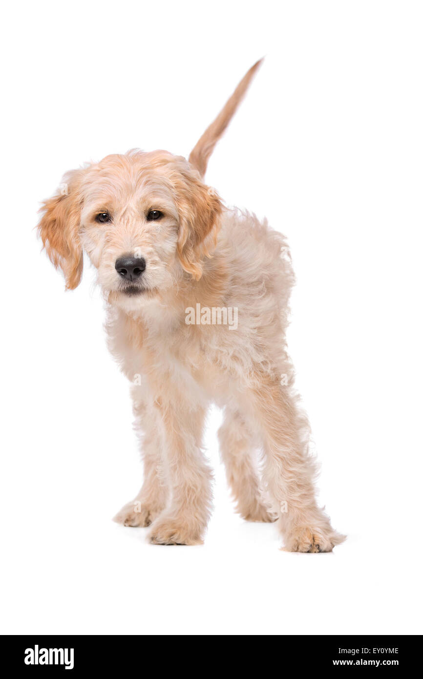 Il beige Labradoodle cane davanti a uno sfondo bianco Foto Stock