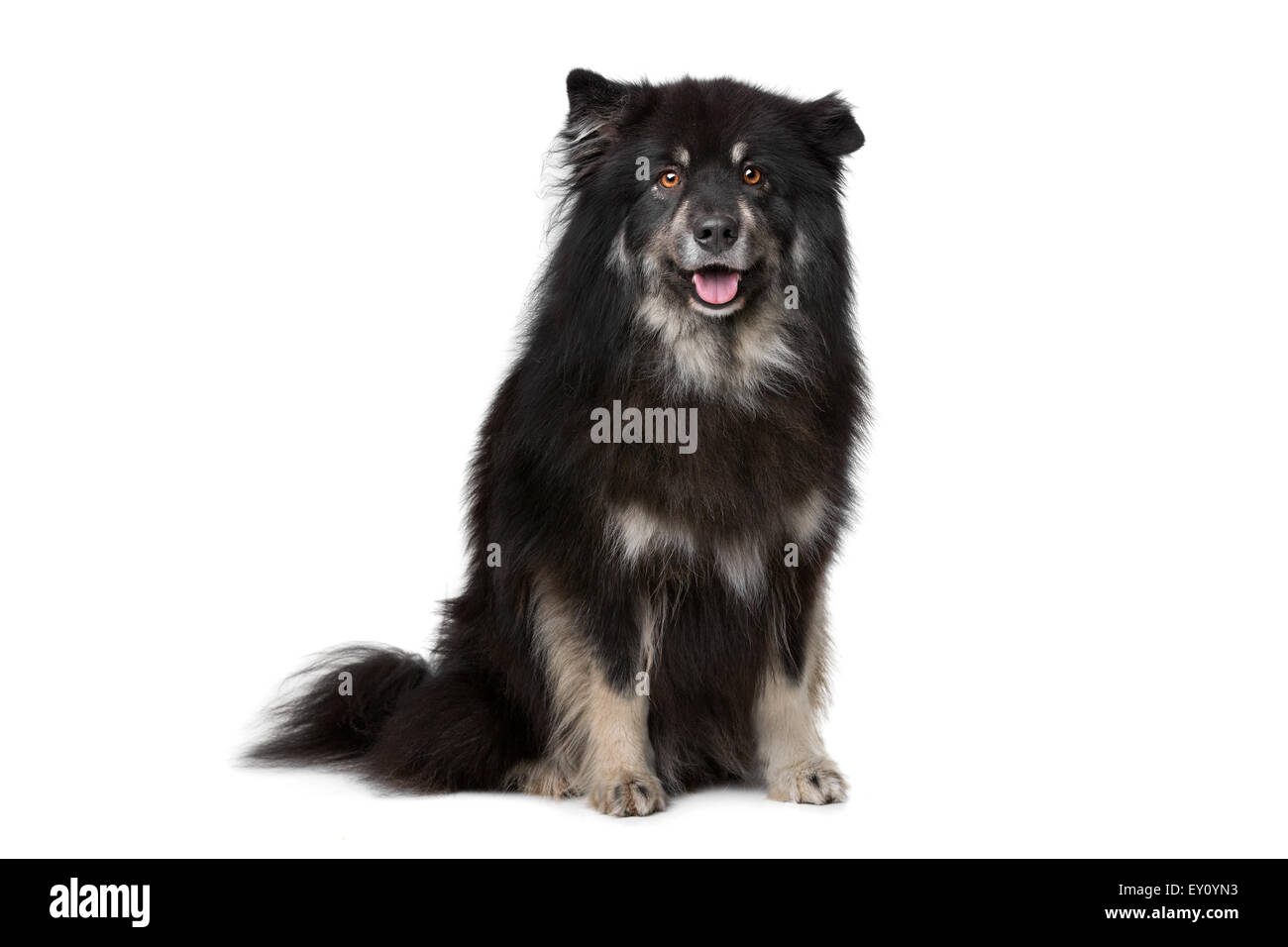 Lapphund finlandese davanti a uno sfondo bianco Foto Stock