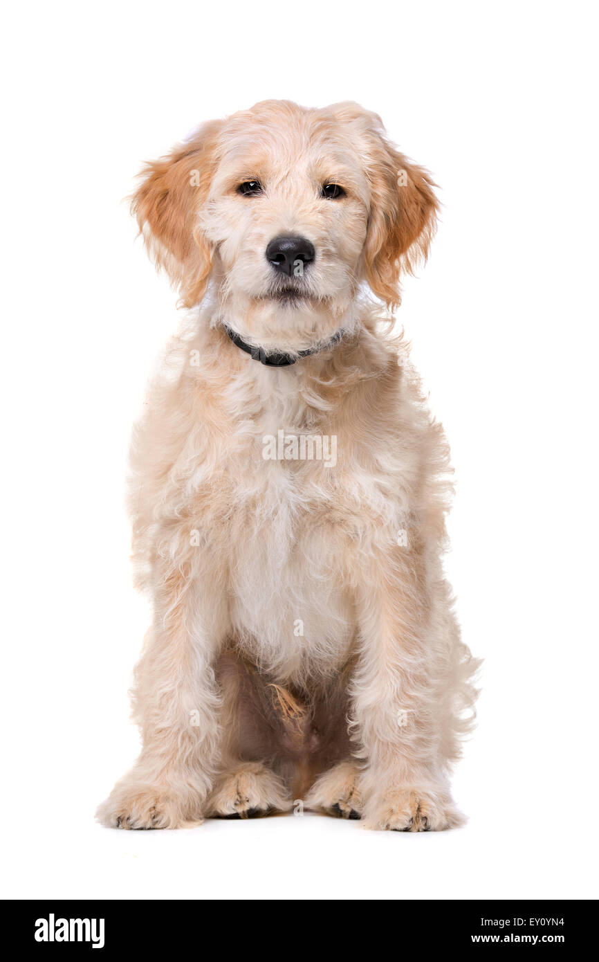 Il beige Labradoodle cane davanti a uno sfondo bianco Foto Stock