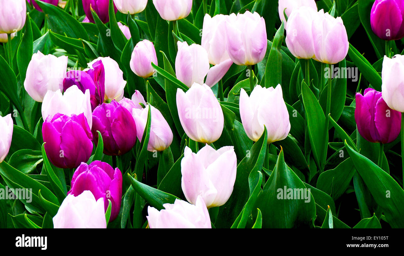 Close up rosa e viola tulip fiori nel giardino Foto Stock