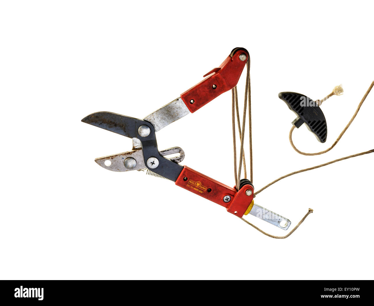 Anvi potatore ad albero. Foto Stock