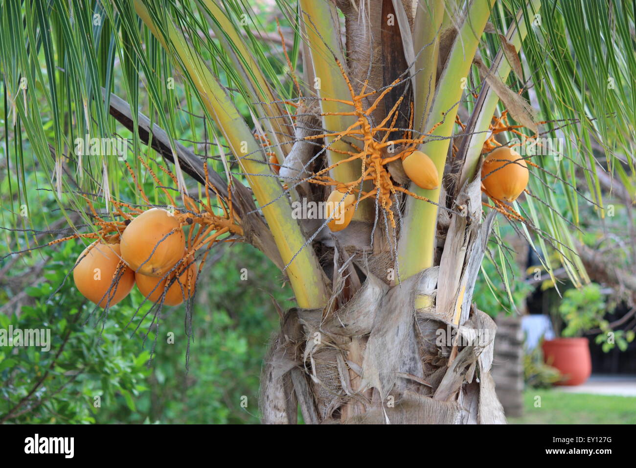 Albero di cocco con arancio brillante noci di cocco in Cozumel, Messico. Foto Stock