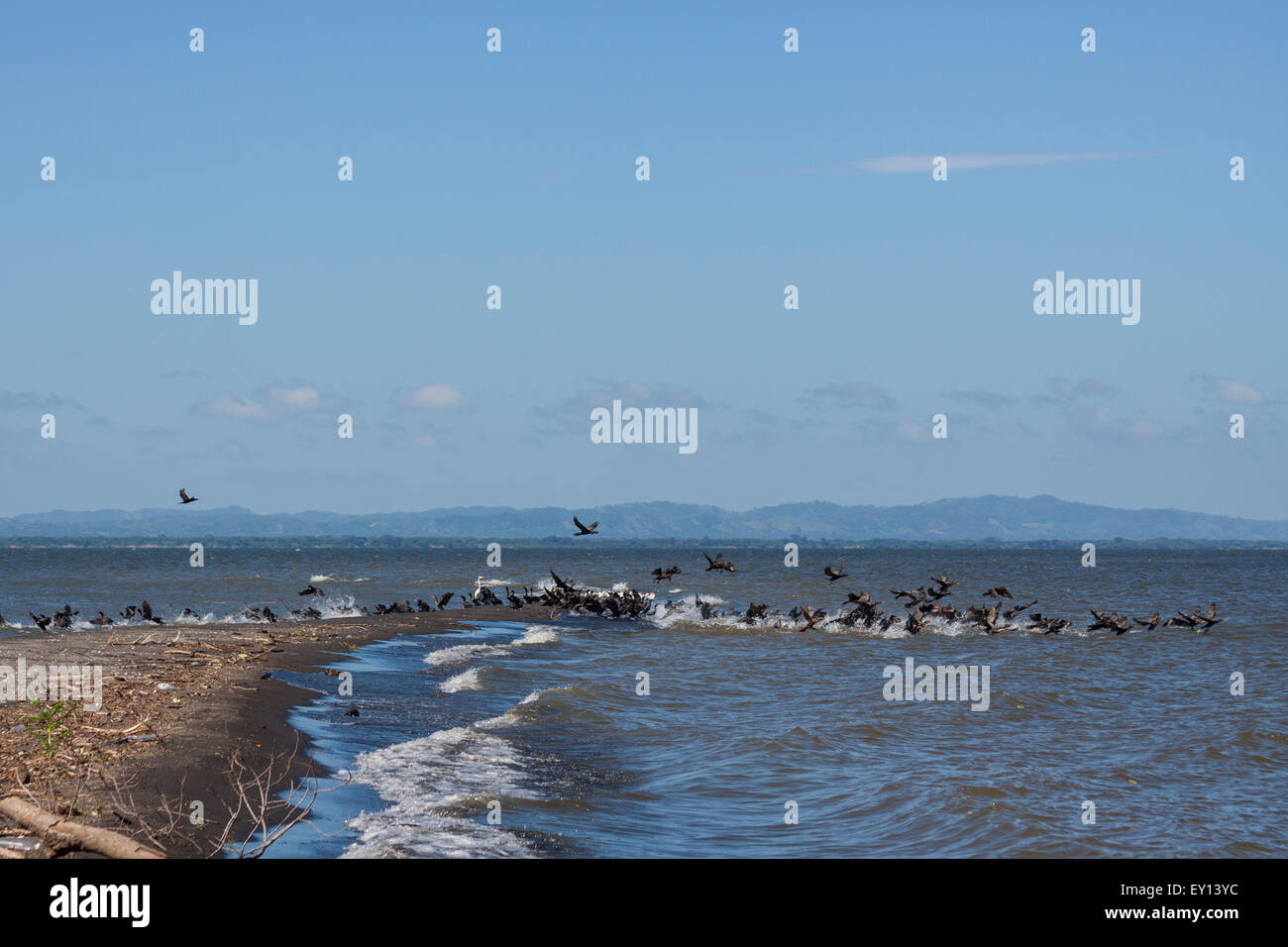 Cormorani sulla Punta Jesús María nell isola di Ometepe Nicaragua Foto Stock