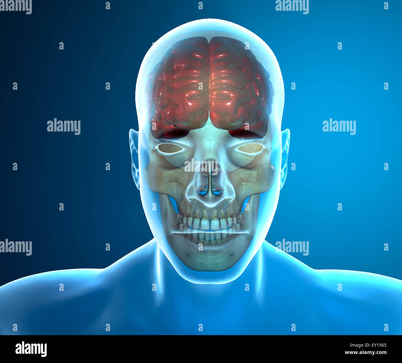 Immagine 3d di cranio umano con spalle su sfondo blu Foto Stock