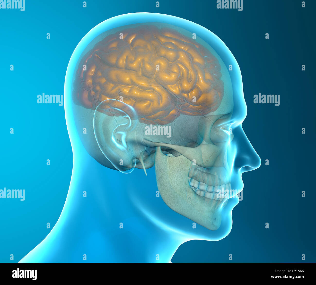 Immagine 3d di cranio umano isolato su sfondo blu Foto Stock
