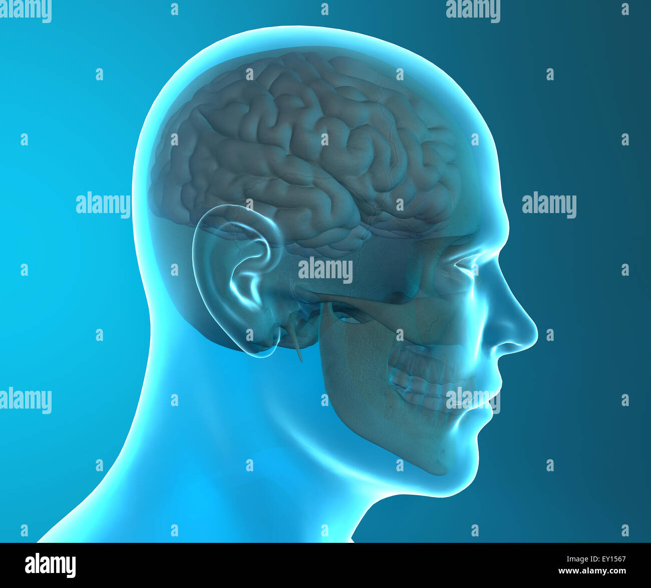 Immagine 3d di cranio umano isolato su sfondo blu Foto Stock