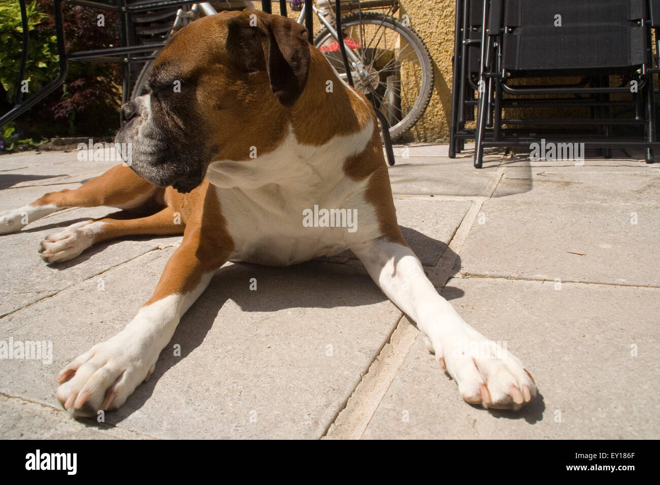 Cane godendo il sole Foto Stock