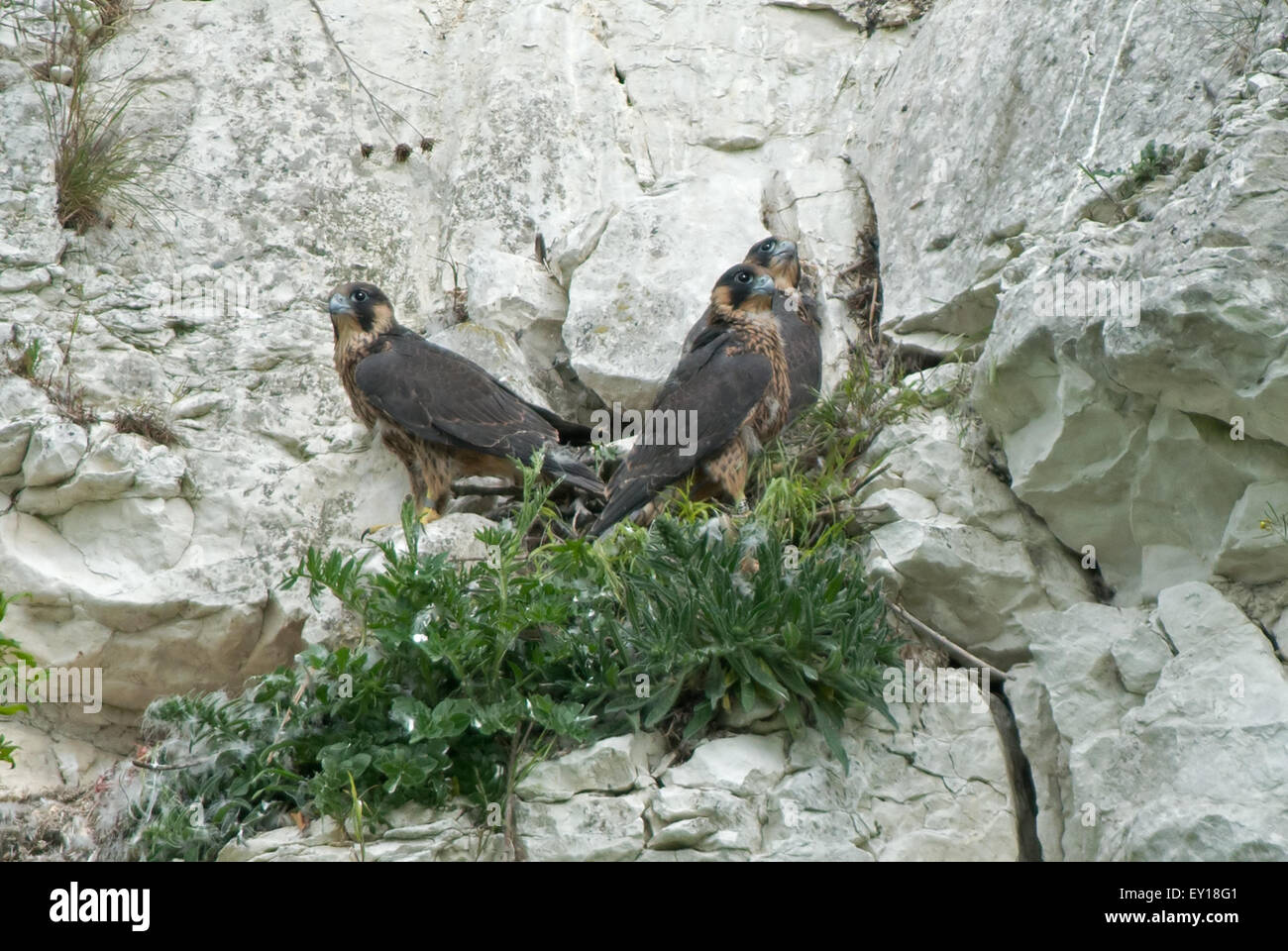 Peregrines-Falco perygrinus sul nido. Inghilterra, Regno Unito, GB. Foto Stock