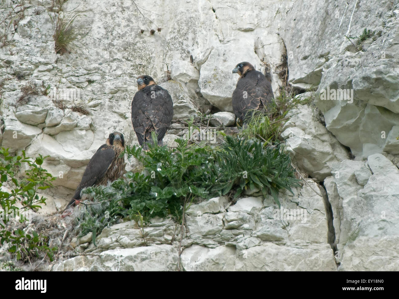 Peregrines-Falco perygrinus sul nido. Inghilterra, Regno Unito, GB. Foto Stock