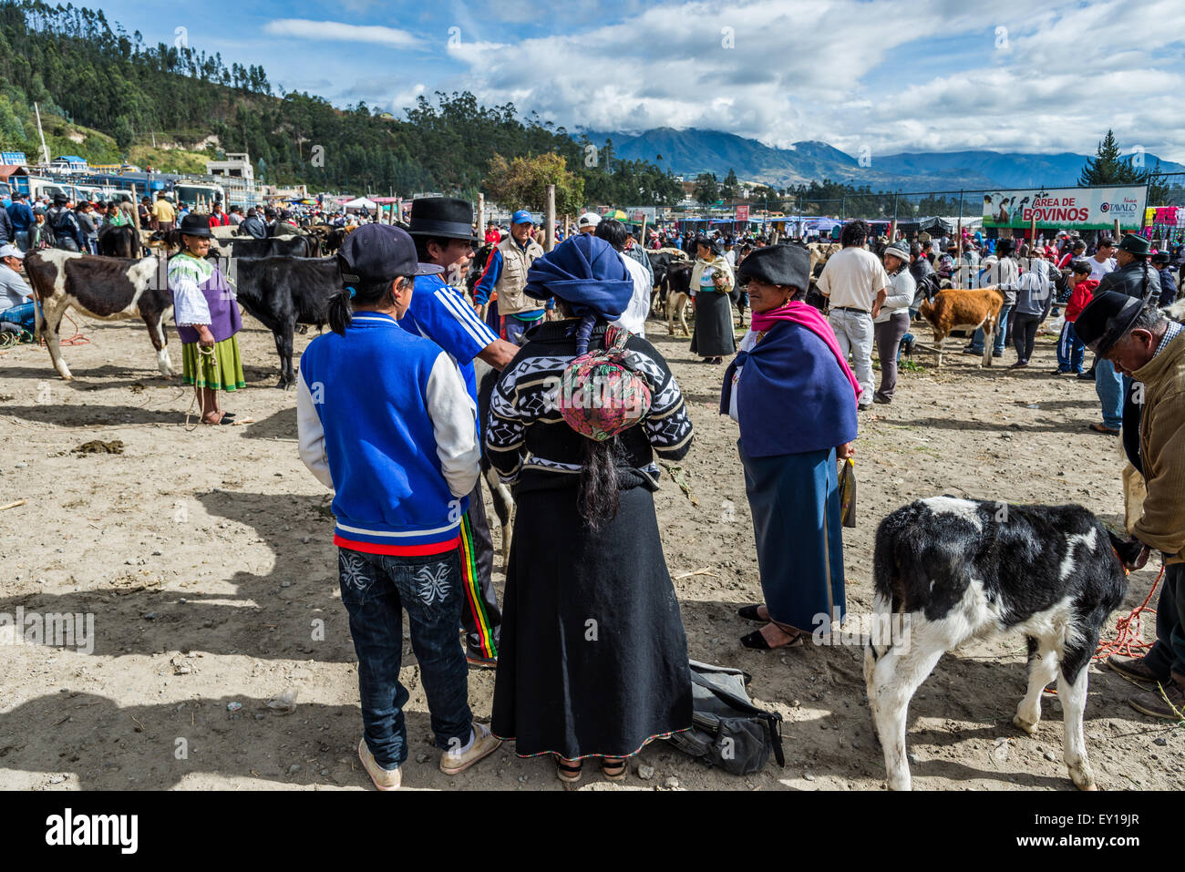 Trattativa in corso presso il mercato del bestiame. Otavalo, Ecuador. Foto Stock