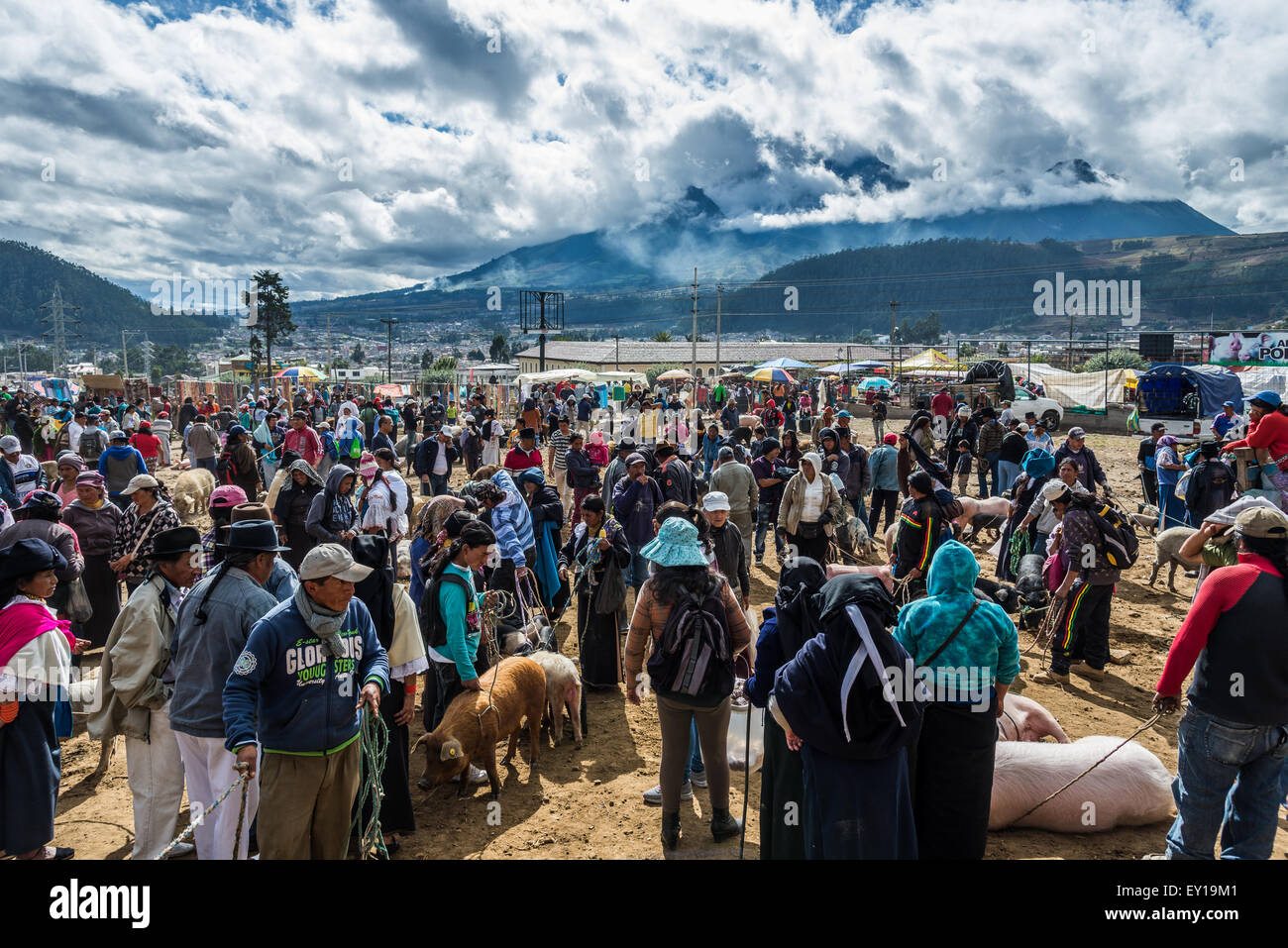 Suini e altri animali vengono acquistati e venduti al mercato del bestiame. Otavalo, Ecuador. Foto Stock