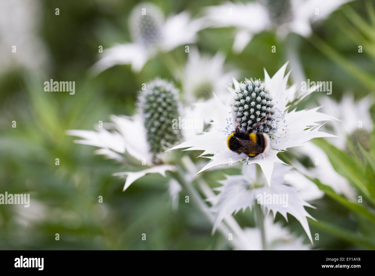 Bumble Bee su Eryngium giganteum 'Silver fantasma'. Foto Stock