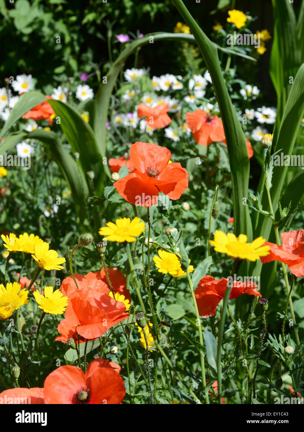 Fiori di prato - papaveri, margherite e Le calendule mais in un colorato giardino Foto Stock