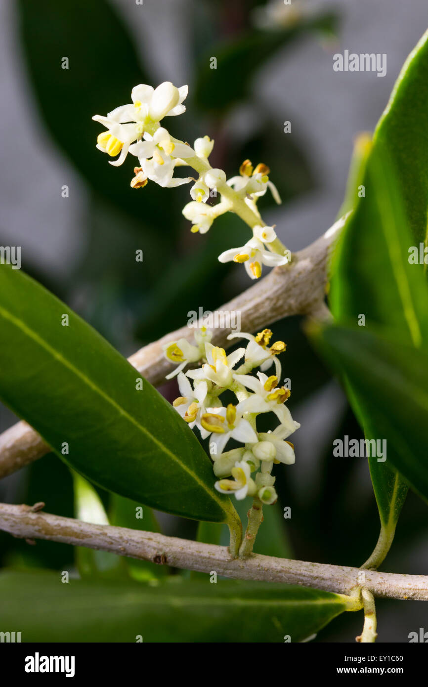 Luglio fiori tra il fogliame sempreverde di La Oliva, Olea europaea Foto Stock