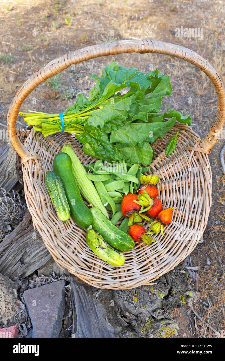 Un cesto di verdure fresche da un high desert giardino nel centro di Oregon. Foto Stock