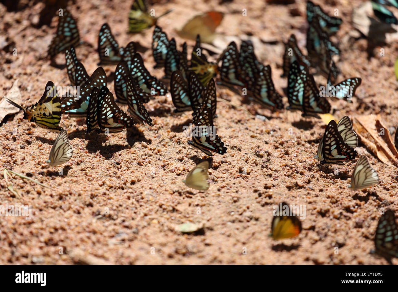 Gruppo di farfalla sul terreno (Comune di Jay, Graphium antiphates itamputi (Butler), piccola erba gialla, Striped Albatross) Foto Stock