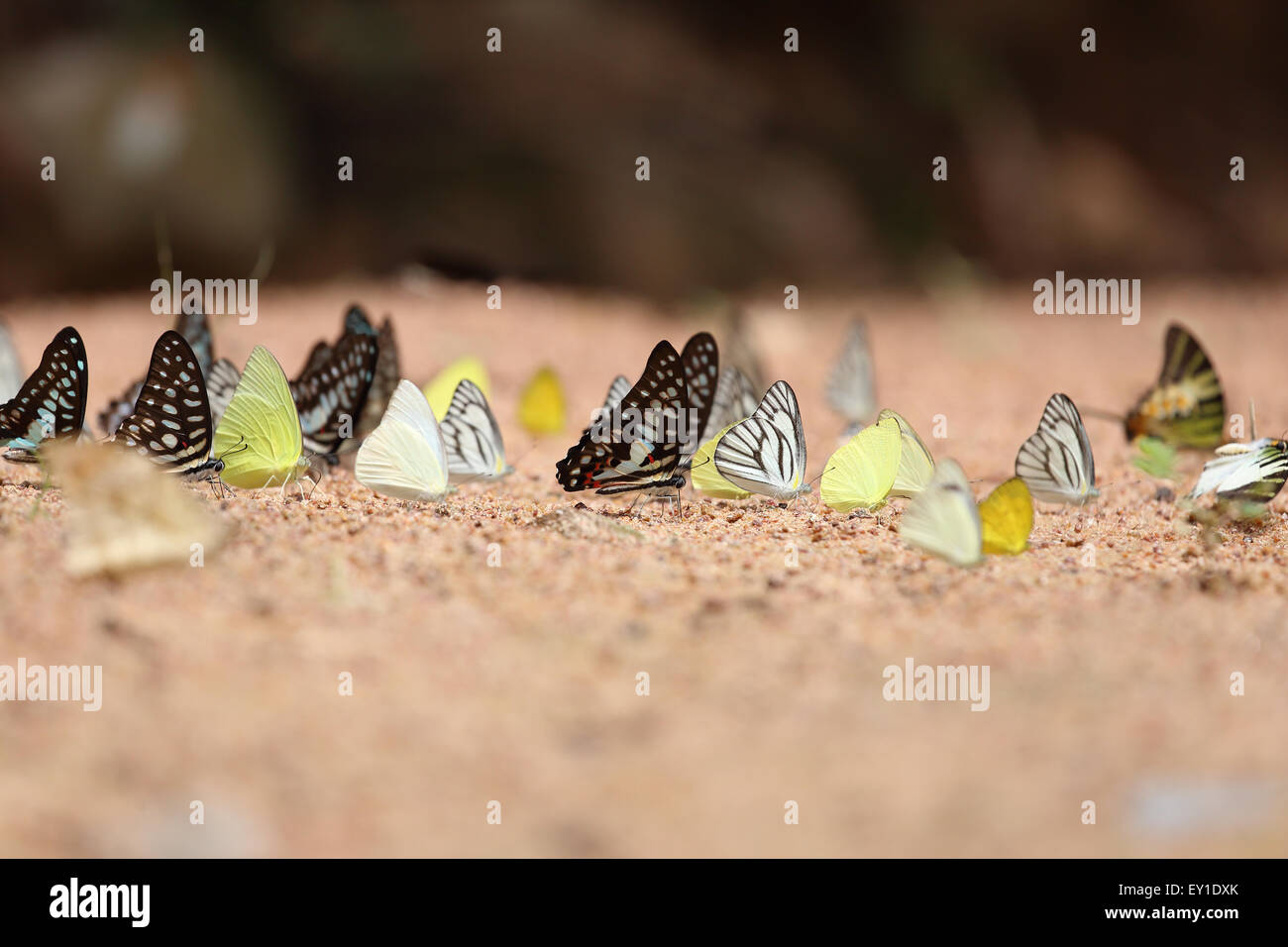 Gruppo di farfalla sul terreno (Comune di Jay, Graphium antiphates itamputi (Butler), piccola erba gialla, Striped Albatross) Foto Stock