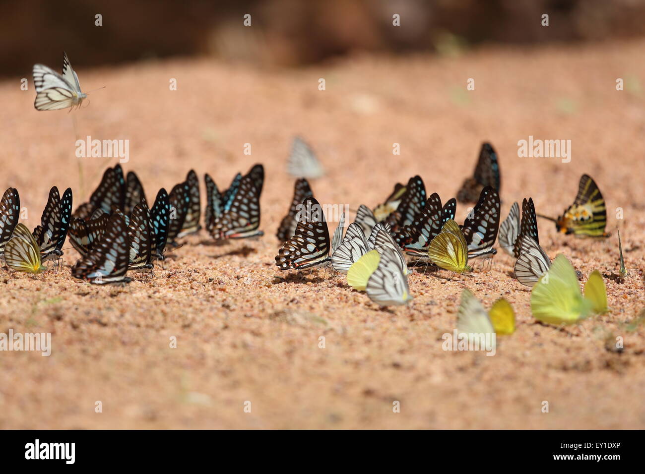 Gruppo di farfalla sul terreno (Comune di Jay, Graphium antiphates itamputi (Butler), piccola erba gialla, Striped Albatross) Foto Stock