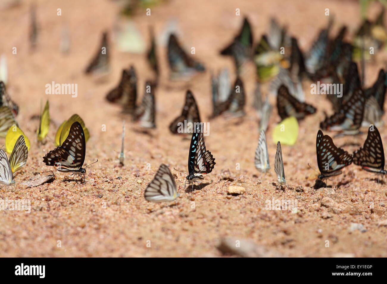 Gruppo di farfalla sul terreno (Comune di Jay, Graphium antiphates itamputi (Butler), piccola erba gialla, Striped Albatross) Foto Stock