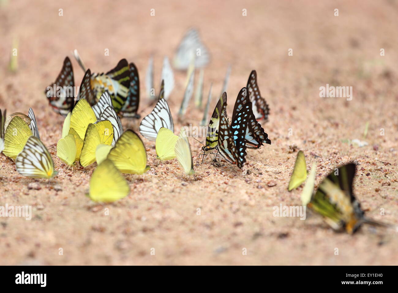 Gruppo di farfalla sul terreno (Comune di Jay, Graphium antiphates itamputi (Butler), piccola erba gialla, Striped Albatross) Foto Stock