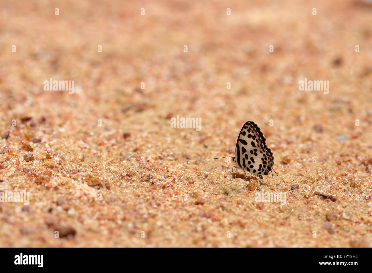 Pierrot comune (Castalius rosimon) farfalla sul terreno Foto Stock