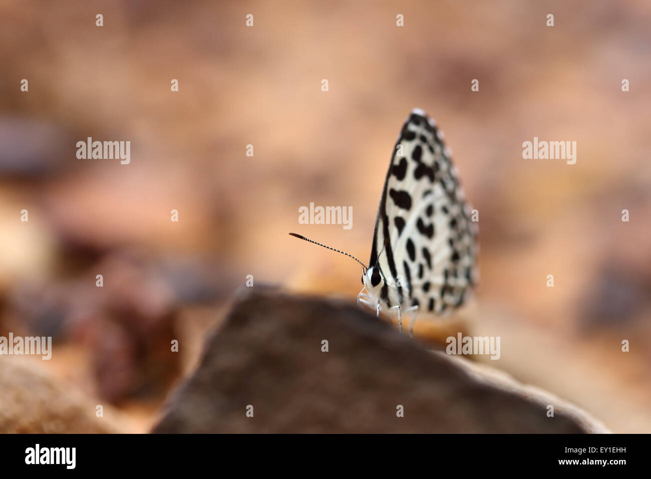 Pierrot comune (Castalius rosimon) farfalla sul terreno Foto Stock