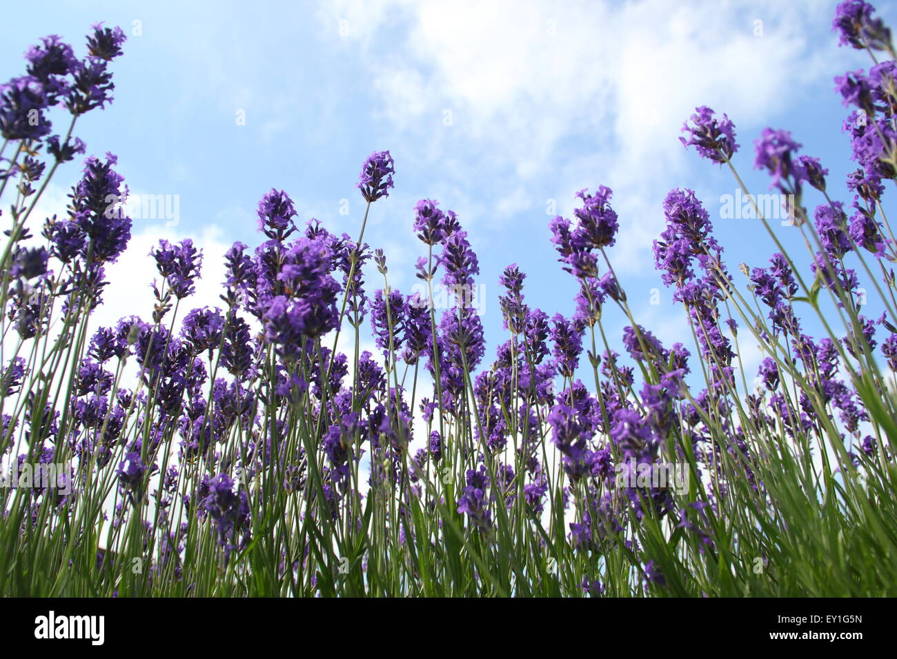 Inglese lavanda cresce in un confine in un labirinto a Sheffeld Manor Lodge, Yorkshire England Regno Unito Foto Stock