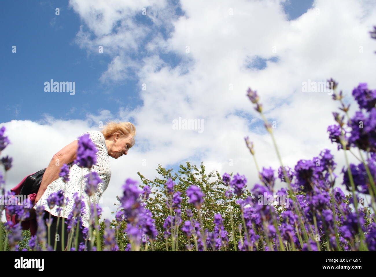 Una donna cammina attraverso una frontiera di inglese (lavanda lavendula angustifolia) in Sheffiled, Yorkshire England Regno Unito Foto Stock