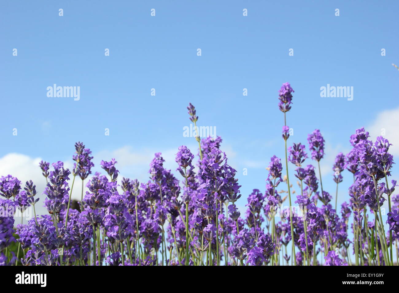 Inglese (lavanda lavendula angustifolia) cresce in una frontiera in un giardino vicino al centro della città di Sheffield, in Inghilterra, Regno Unito Foto Stock