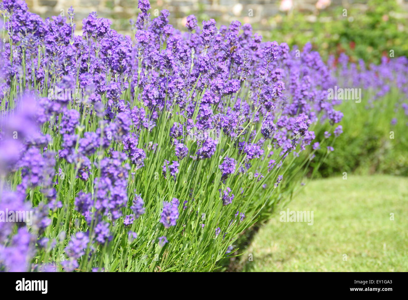 Inglese (lavanda lavendula angustifolia) cresce in un confine in un giardino di lavanda a Sheffield Manor Lodge, Sheffield, Regno Unito Foto Stock