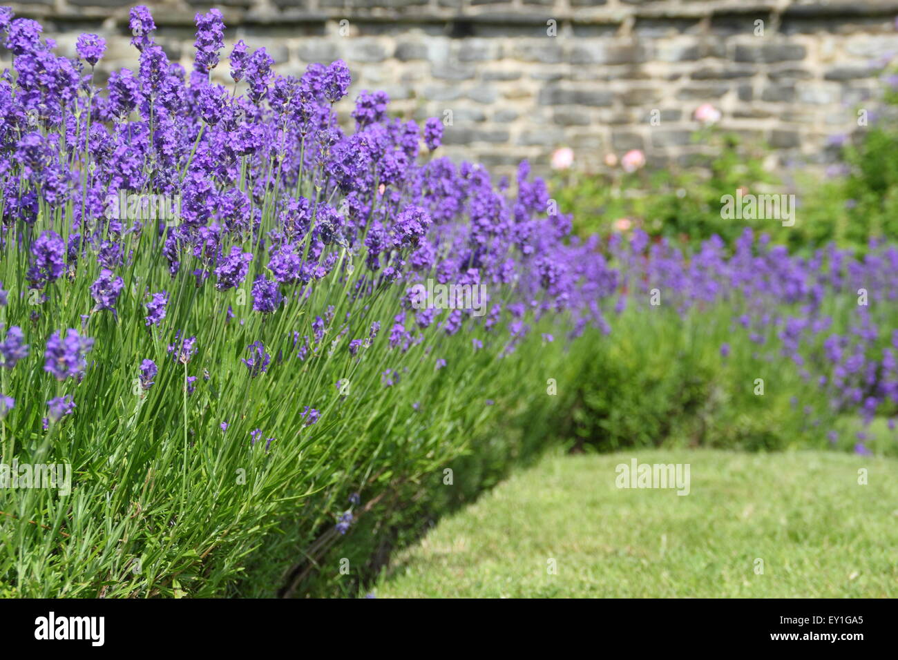 Inglese (lavanda lavendula angustifolia) cresce in un confine in un giardino di lavanda a Sheffield Manor Lodge, Sheffield, Regno Unito Foto Stock