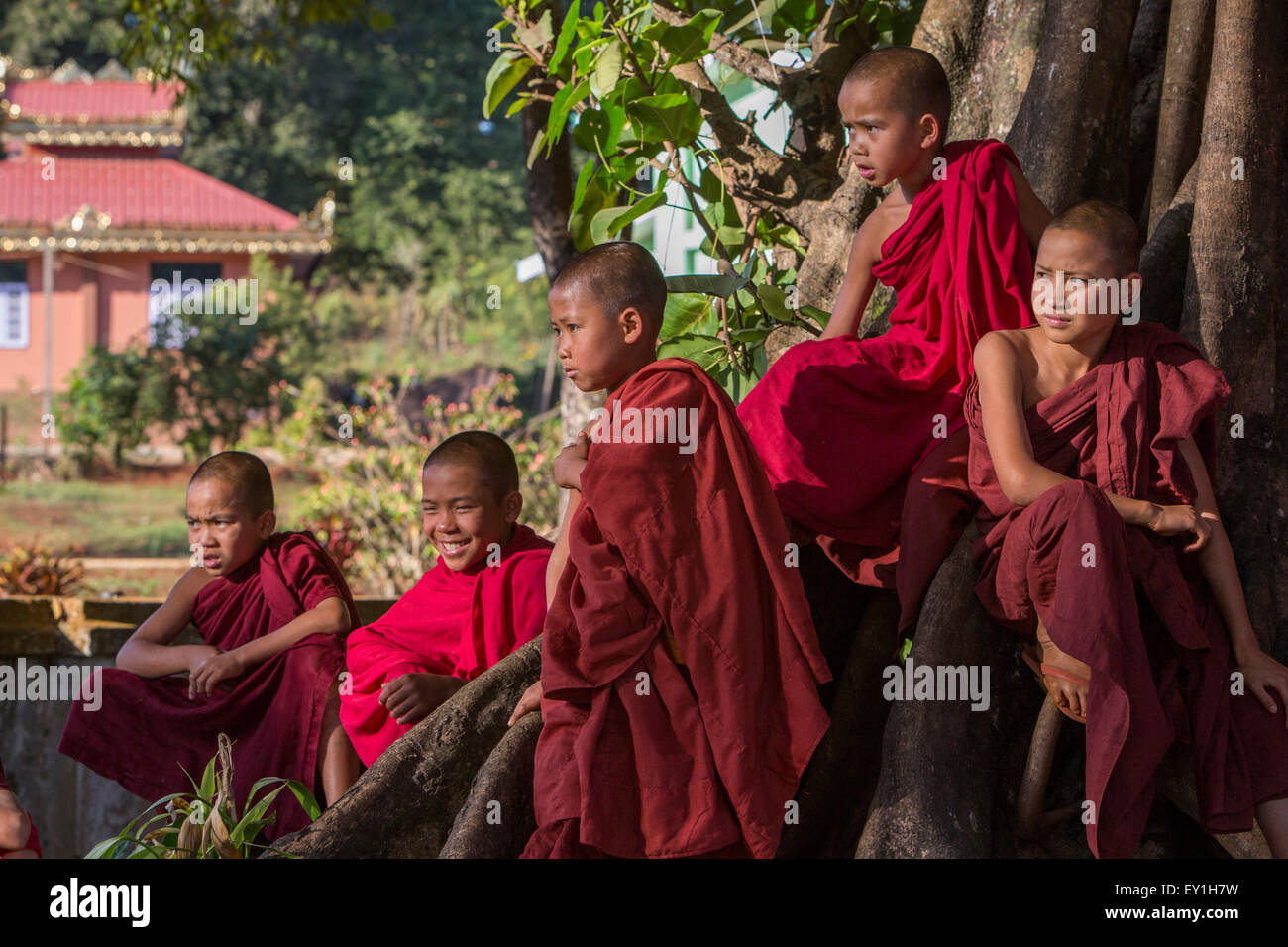 Il debuttante monaci in bayan tree al Wet Wun monastero, Mandalay Myanmar Foto Stock