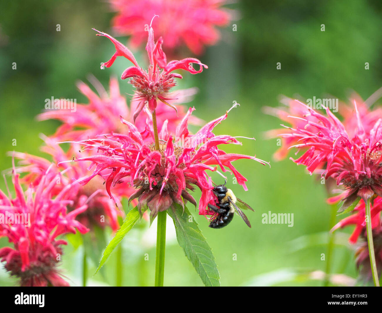Il polline coperto falegname orientale bee Xylocopa virginica feed su bee balm Monarda didyma aka bergamotto horsemint Oswego tea Foto Stock