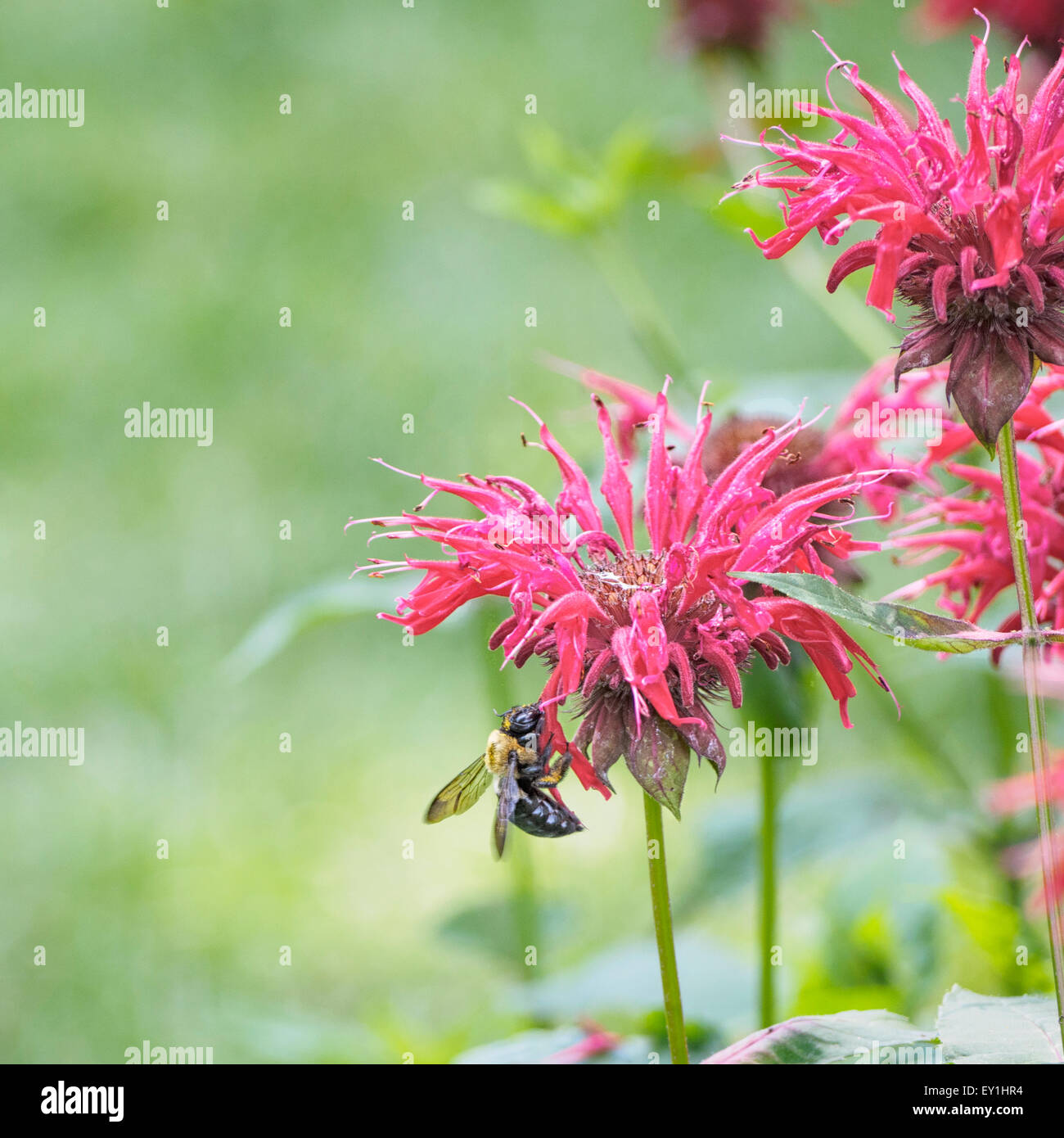 Il polline coperto falegname orientale bee Xylocopa virginica feed su bee balm Monarda didyma aka bergamotto horsemint Oswego tea Foto Stock