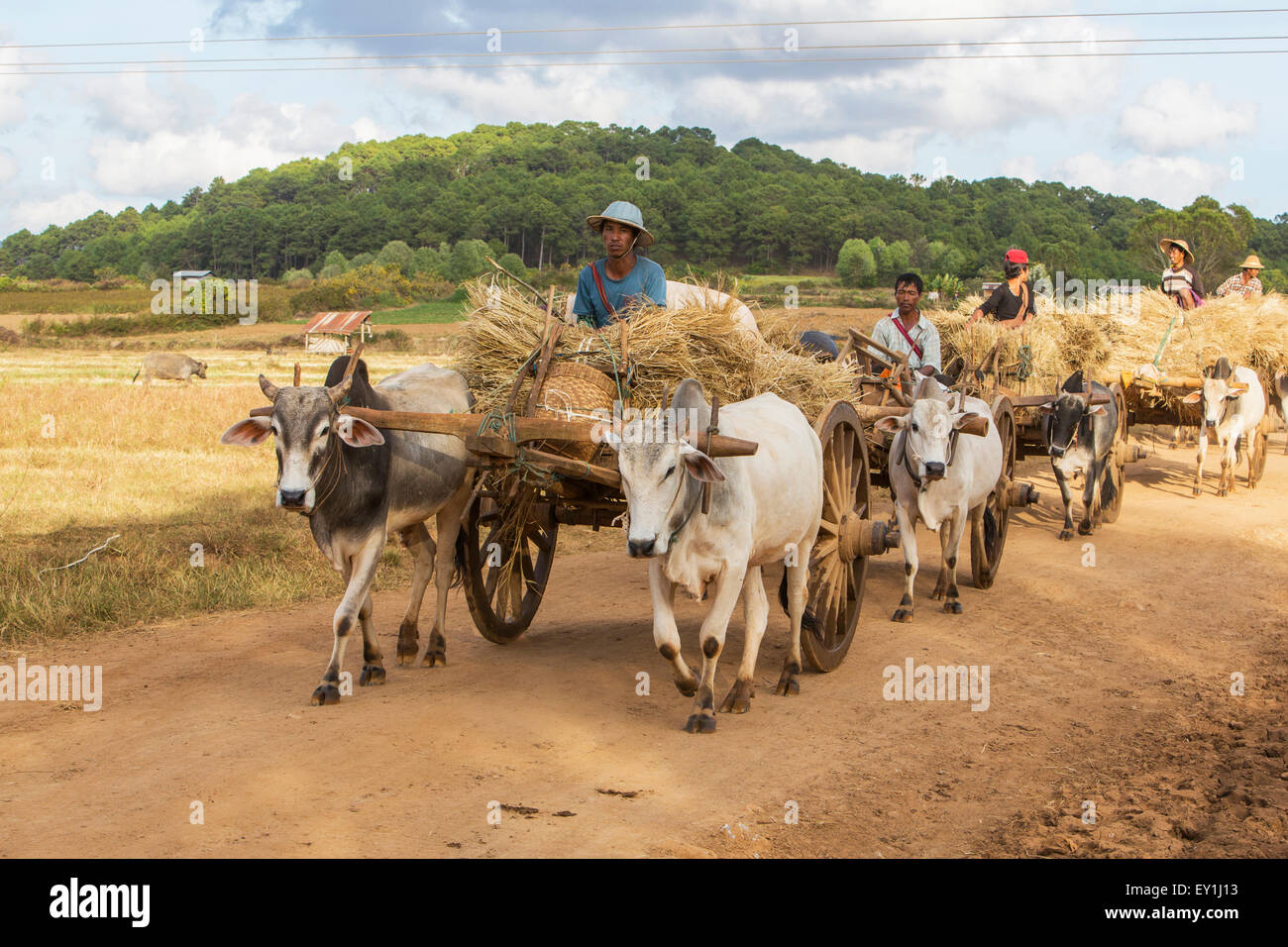 Allevatori su carrelli di bue in colline Shan, Myanmar Foto Stock